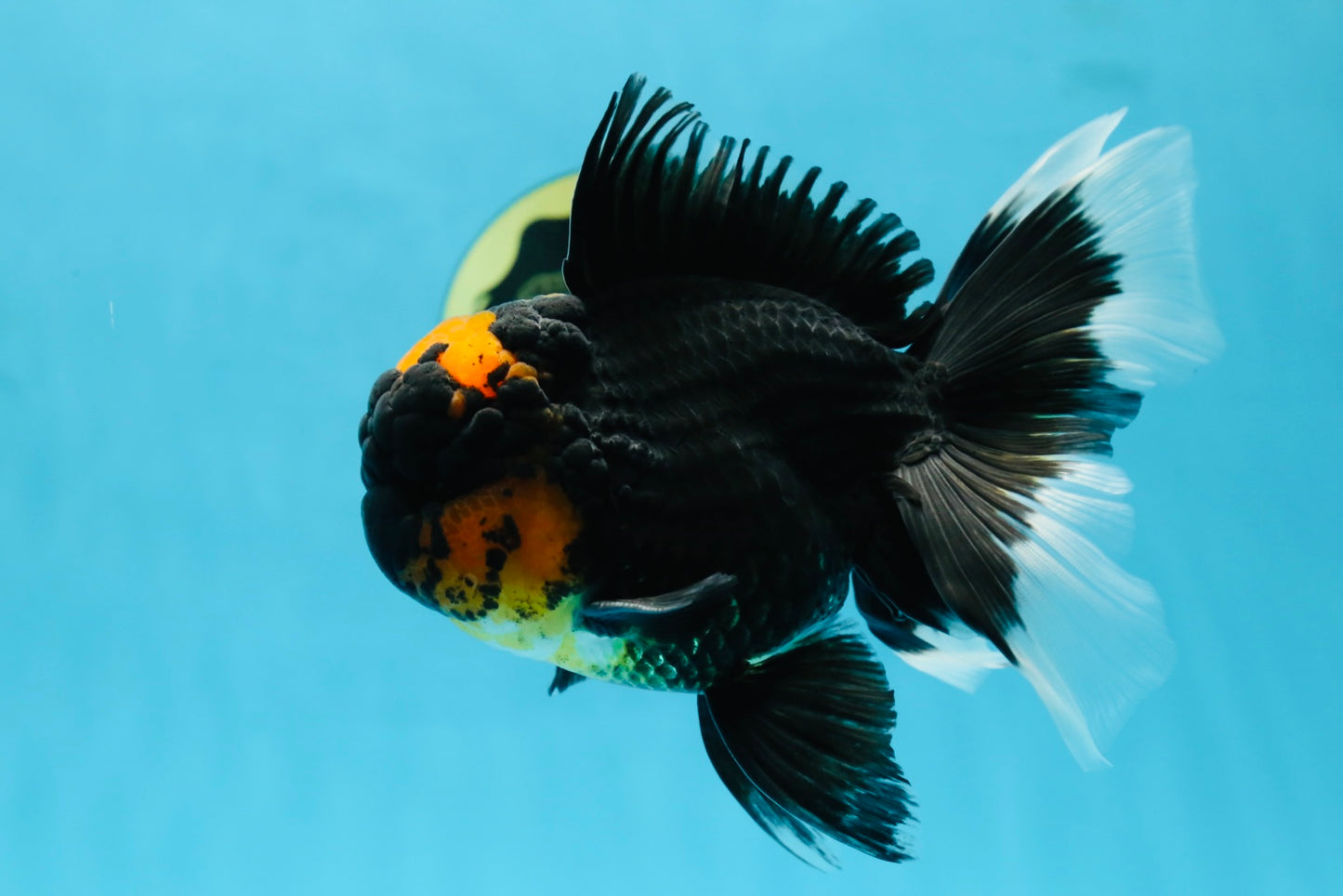 A Grade Lava Head Tricolor Oranda Male 5.5-6 inches #052325OR_08