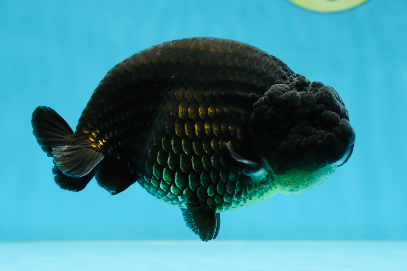 AAA Grade Strong Body Structure Godzilla Black LionKing 5-5.5 inches #051625LC_09