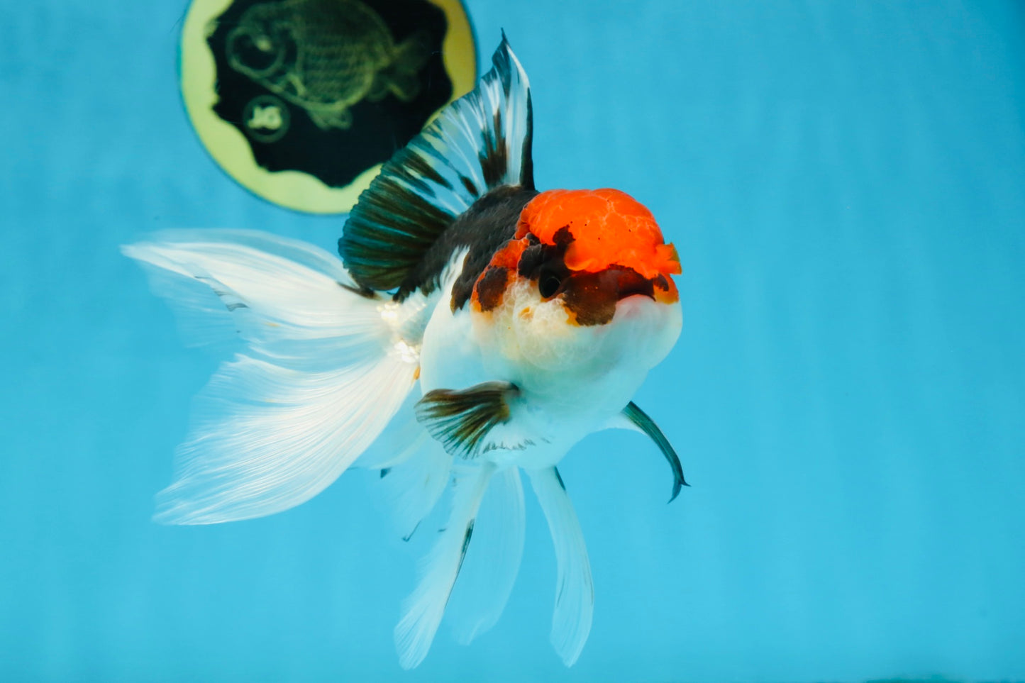 Tricolor Oranda Male 5-5.5 inches #091225OR_26