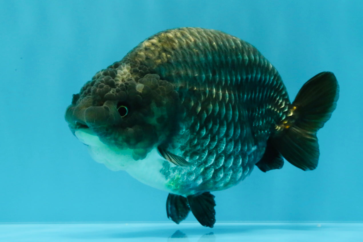 A Grade Blue Chinese Ranchu Female 5 inches #022726RC_22