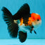 A Grade Tricolor Oranda Male 5-5.5  inches #032726OR_12