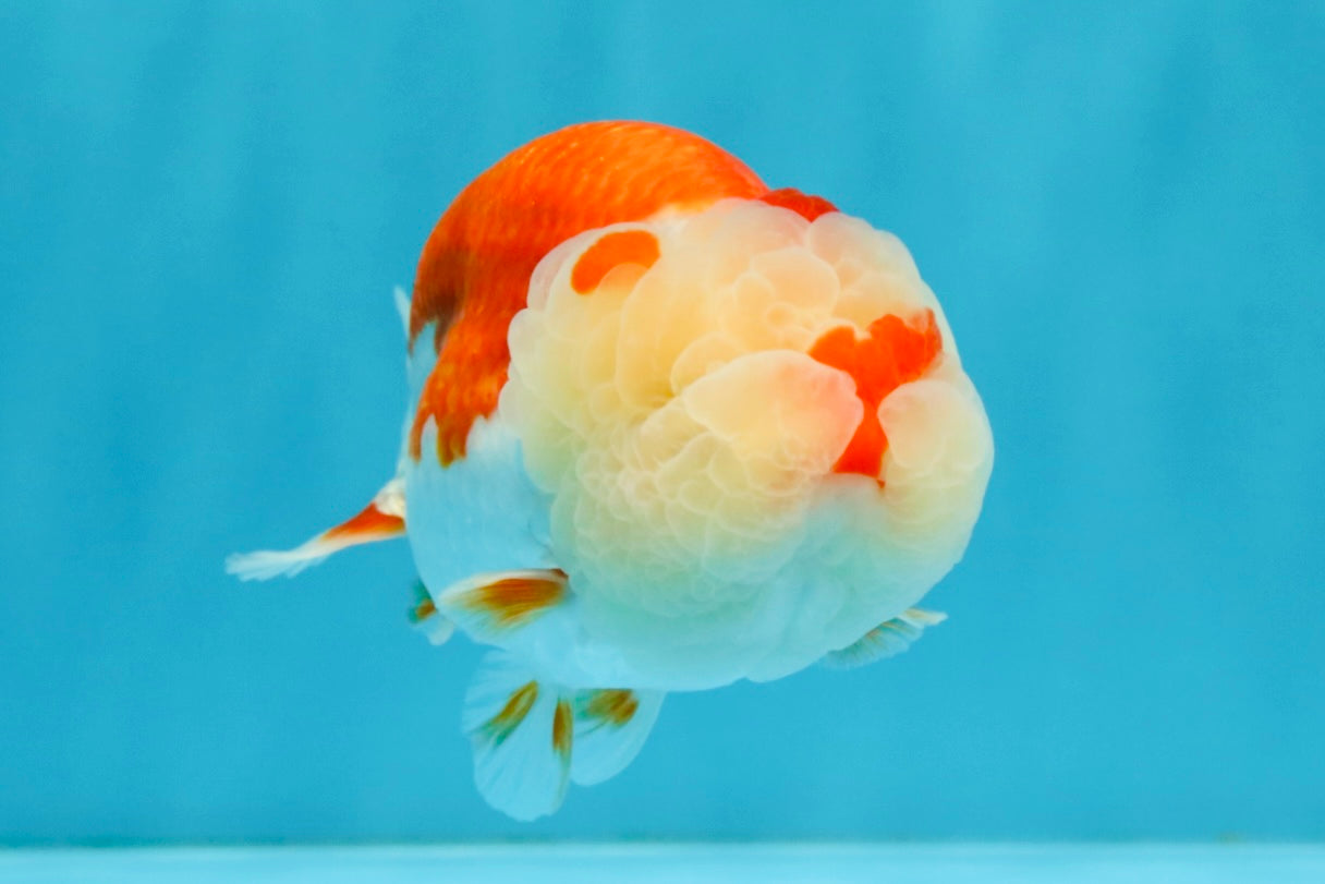 BIG WEN A Grade Red White LionQueen 4.5 inches #041026LC_15