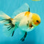 A Grade Marble Oranda Male 6.5 inches #072426OR_07