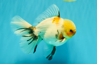 A Grade Marble Oranda Male 6.5 inches #072426OR_07