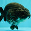 CHUBBY AAA Grade Black Blue Ranchu Female 5.5 inches #100926RC_31