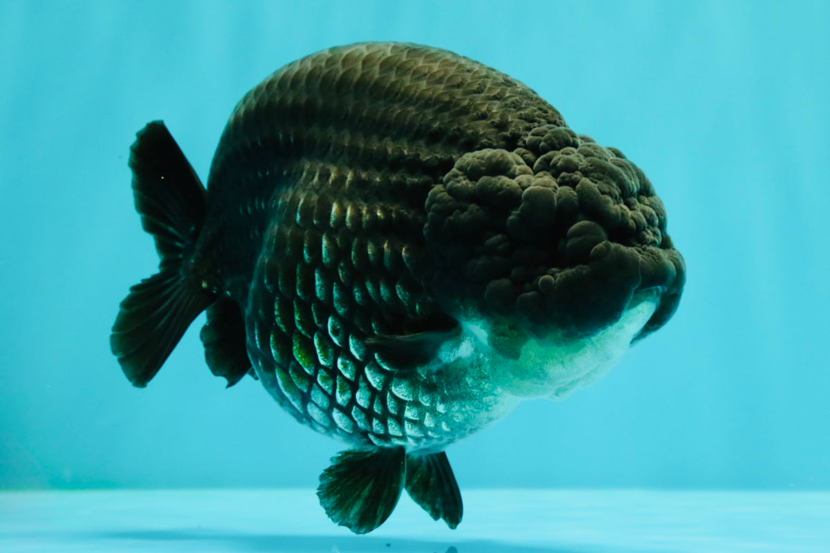 CHUBBY AAA Grade Black Blue Ranchu Female 5.5 inches #100926RC_31
