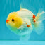 POPCORN AAA Grade Red White Yuanbao Male 5-5.5 inches #050126YB_18