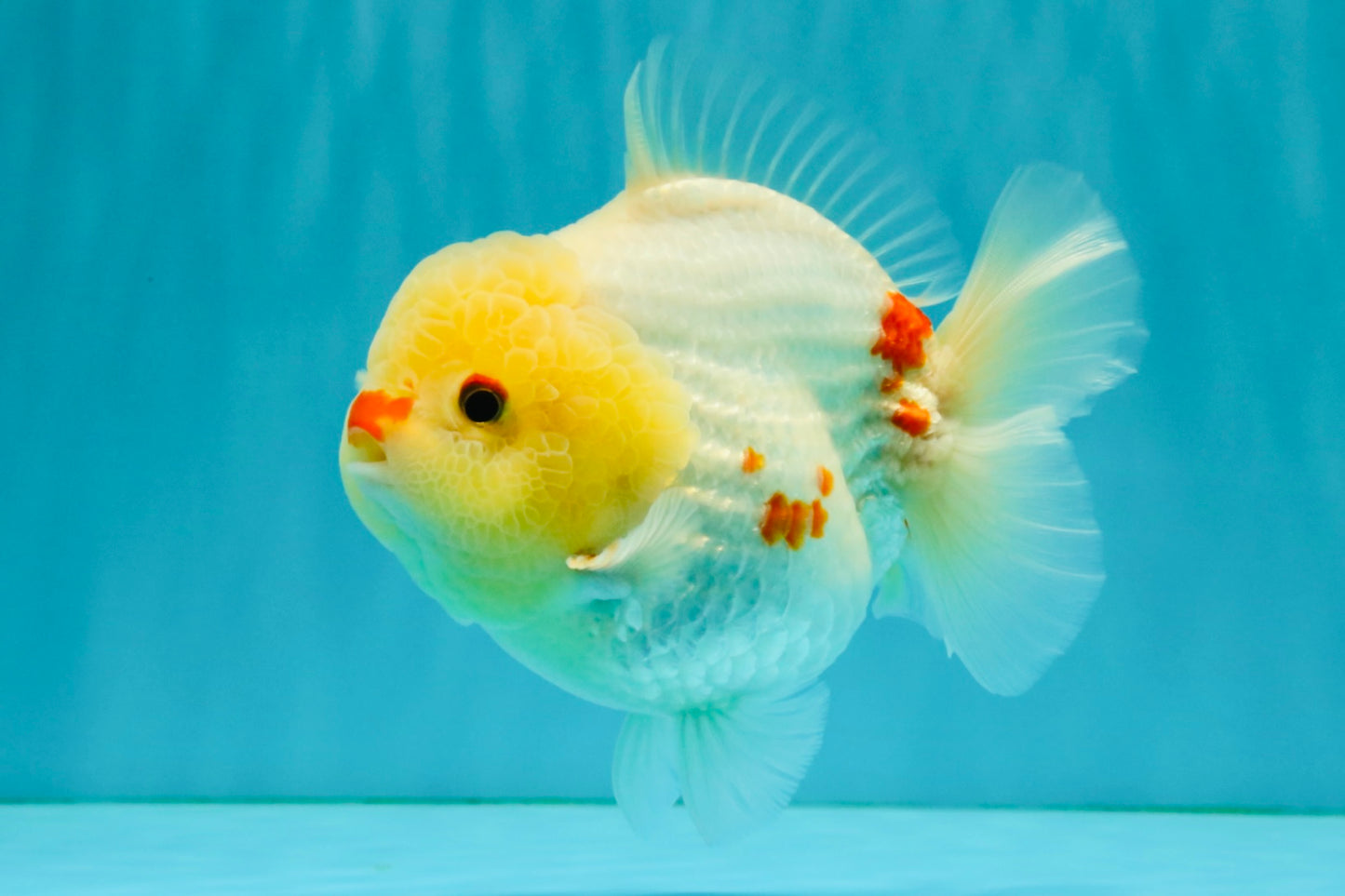 POPCORN AAA Grade Red White Yuanbao Male 5-5.5 inches #050126YB_18