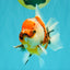 CHUNKY A Grade Calico Yuanbao Male 5.5-6 inches #051526YB_04