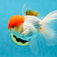 AAA Grade Red Cap Oranda Male 4.5-5 inches #050925OR_38