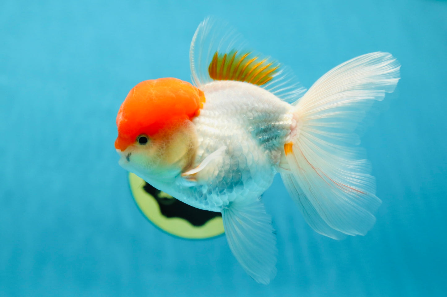 AAA Grade Red Cap Oranda Male 4.5-5 inches #050925OR_38