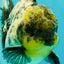 Marble Oranda Male 5.5 inches #080726OR_16