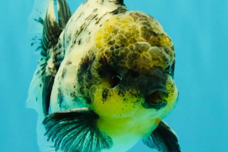 Marble Oranda Male 5.5 inches #080726OR_16