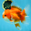 A Grade Jade Head Red White Oranda Female 6 inches #091225OR_13
