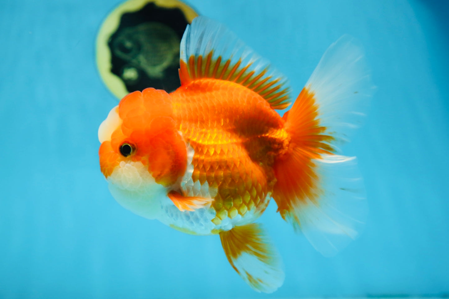A Grade Jade Head Red White Oranda Female 6 inches #091225OR_13