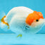 A Grade Chinese Red Head Ranchu Female 4.5 inches #101725RC_13