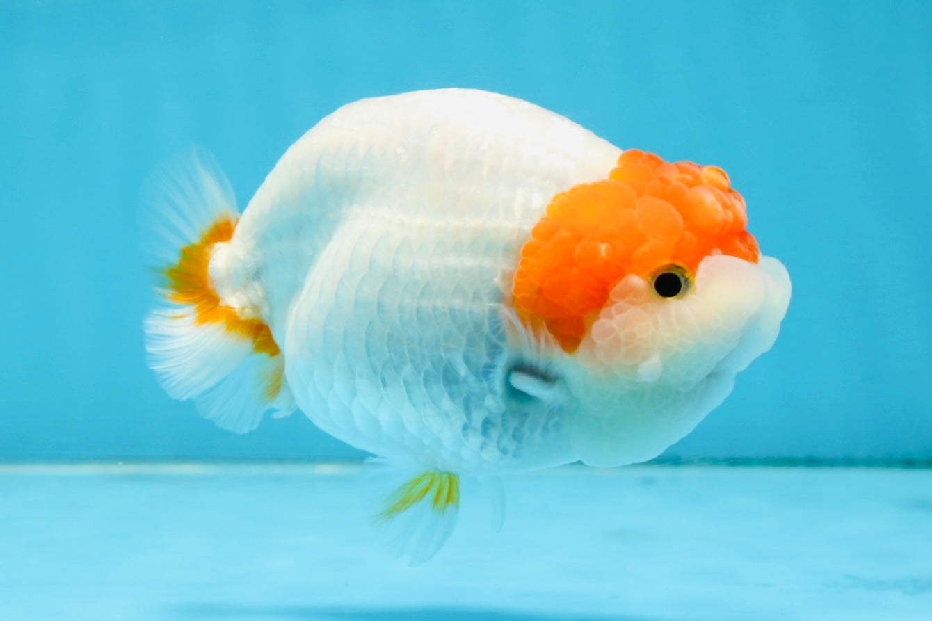 A Grade Chinese Red Head Ranchu Female 4.5 inches #101725RC_13