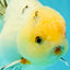 BEAUTY AAA Grade Sakura Oranda Male 6.5 inches #081426OR_03