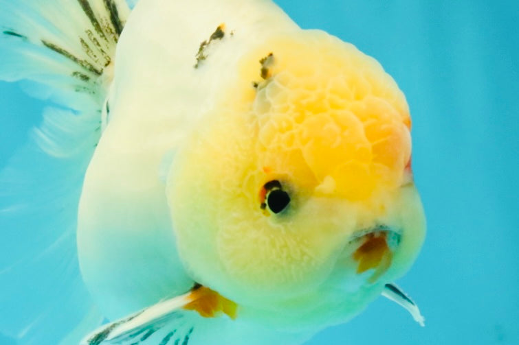 BEAUTY AAA Grade Sakura Oranda Male 6.5 inches #081426OR_03