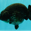 CHUBBY AAA Grade Black Blue Ranchu Female 5.5 inches #100926RC_31