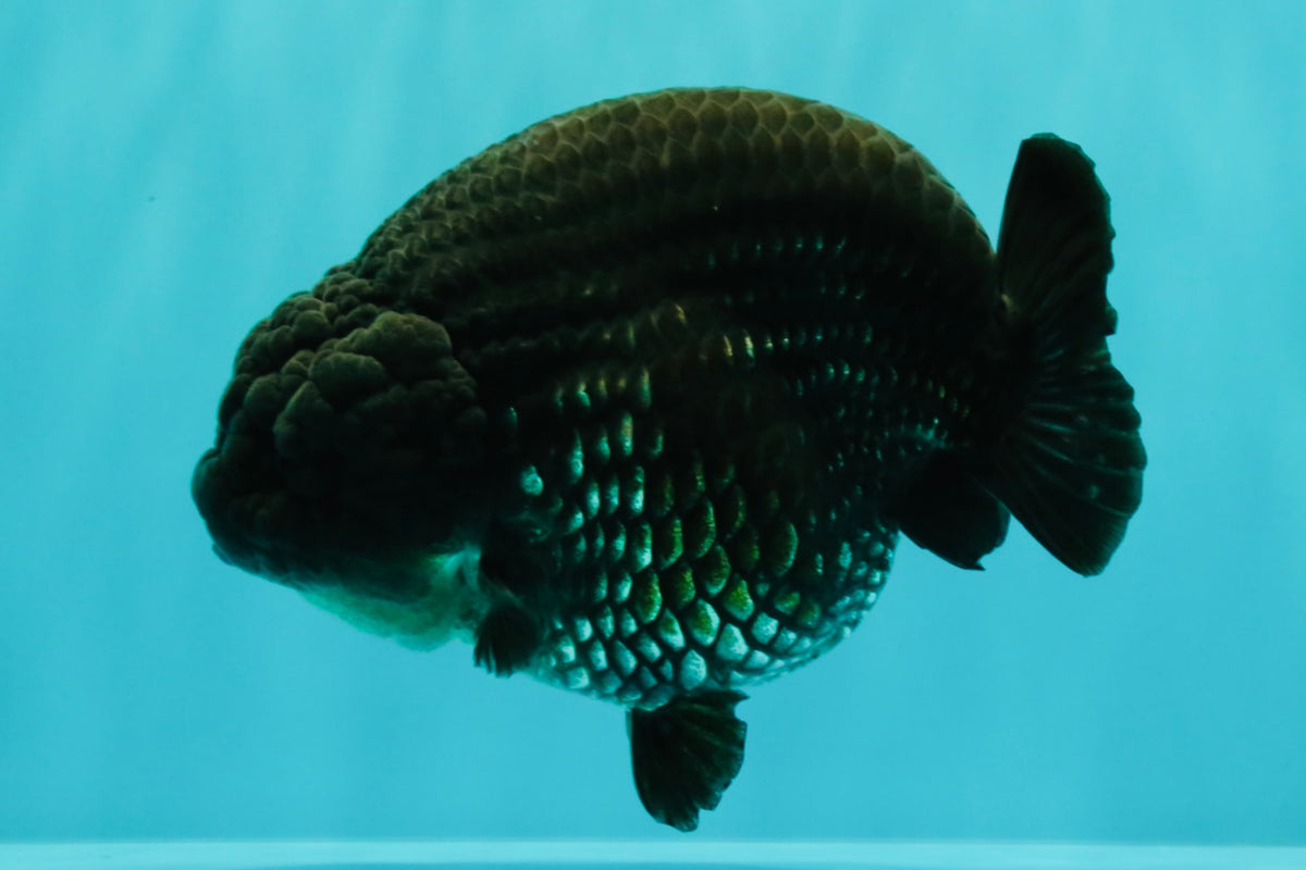CHUBBY AAA Grade Black Blue Ranchu Female 5.5 inches #100926RC_31