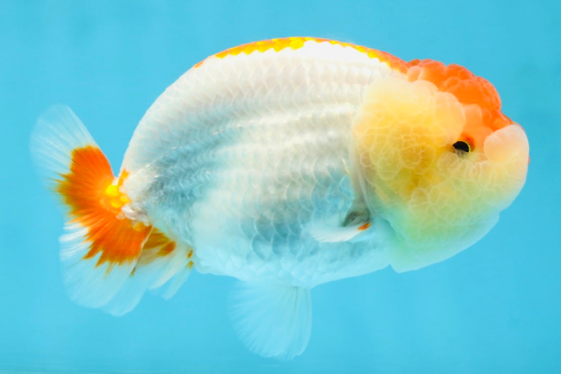 AAA Grade Young Red White LionQueen 4 inches #101025LC_01