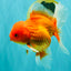 A Grade Red White Oranda Male 6 inches #101626OR_06