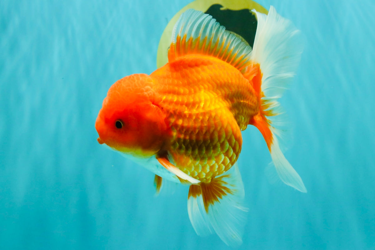 A Grade Red White Oranda Male 6 inches #101626OR_06