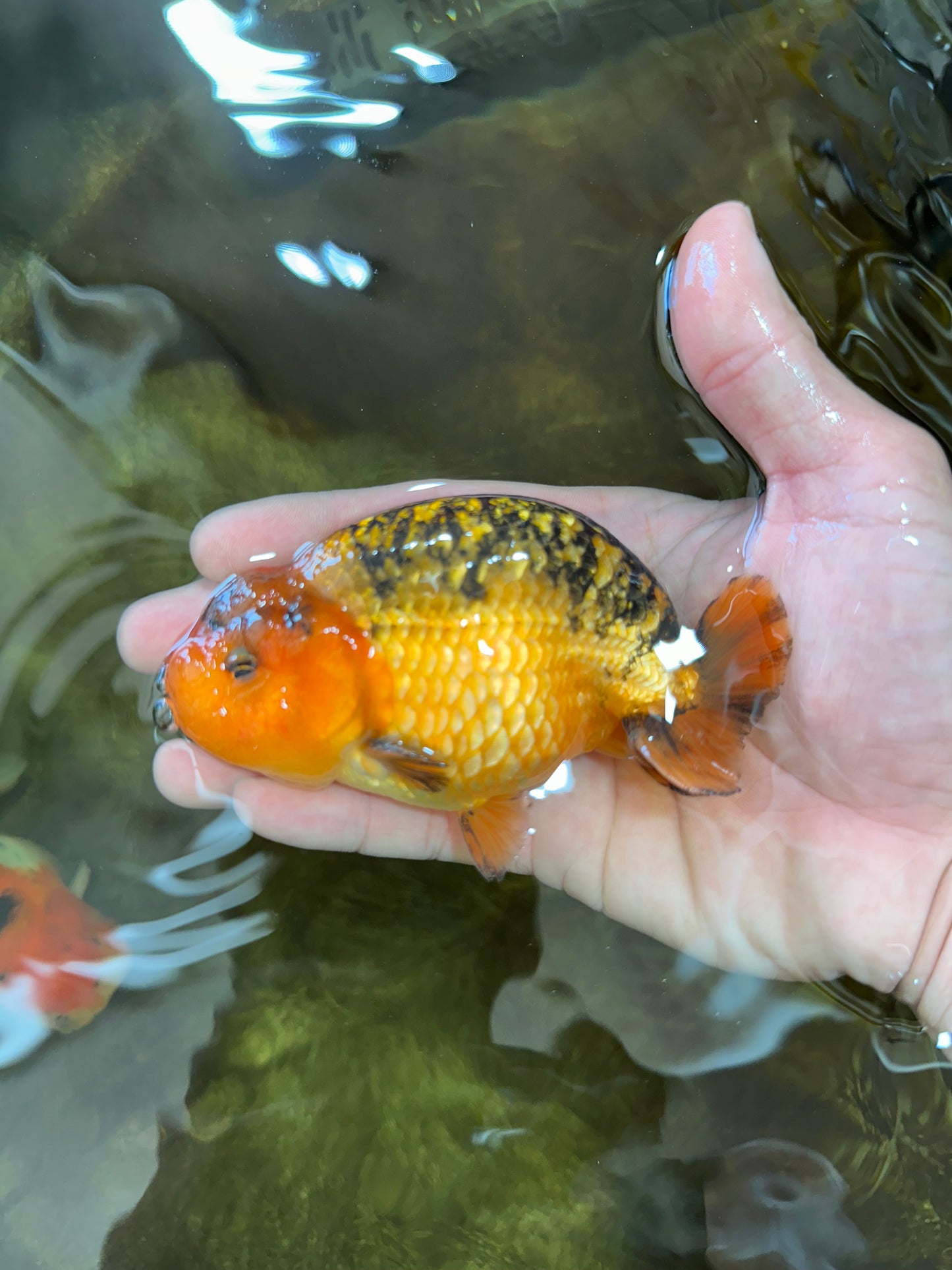 A Grade CHONKY Apache LionKing 4.5 inches #062025LC_06