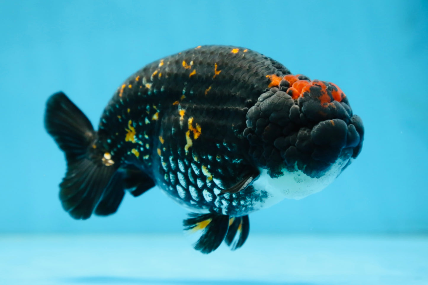 AAA Grade SPECIAL Tiger LionKing 5 inches #082925LC_02