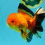 AAA Grade Apache Oranda Male 5.5-6 inches #041726OR_11