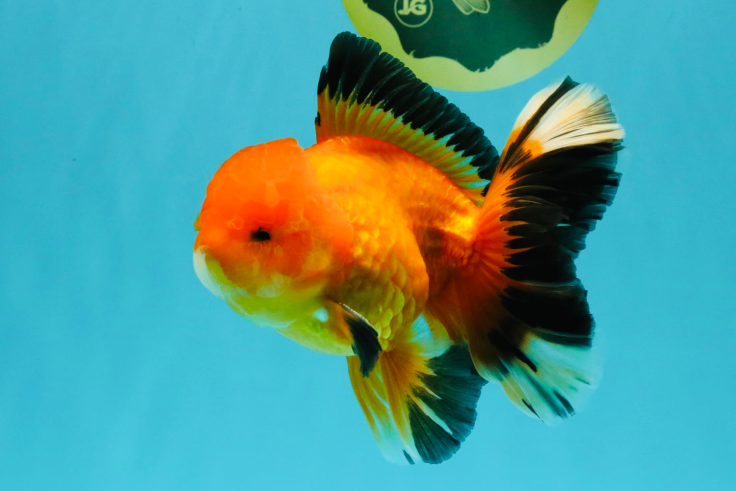 AAA Grade Apache Oranda Male 5.5-6 inches #041726OR_11