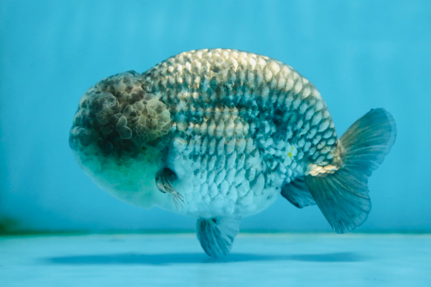 A Grade CHONKY Blue LionKing 5-5.5 inches #082925LC_17