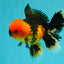 A Grade Apache Oranda Male 5.5 inches #102326OR_15