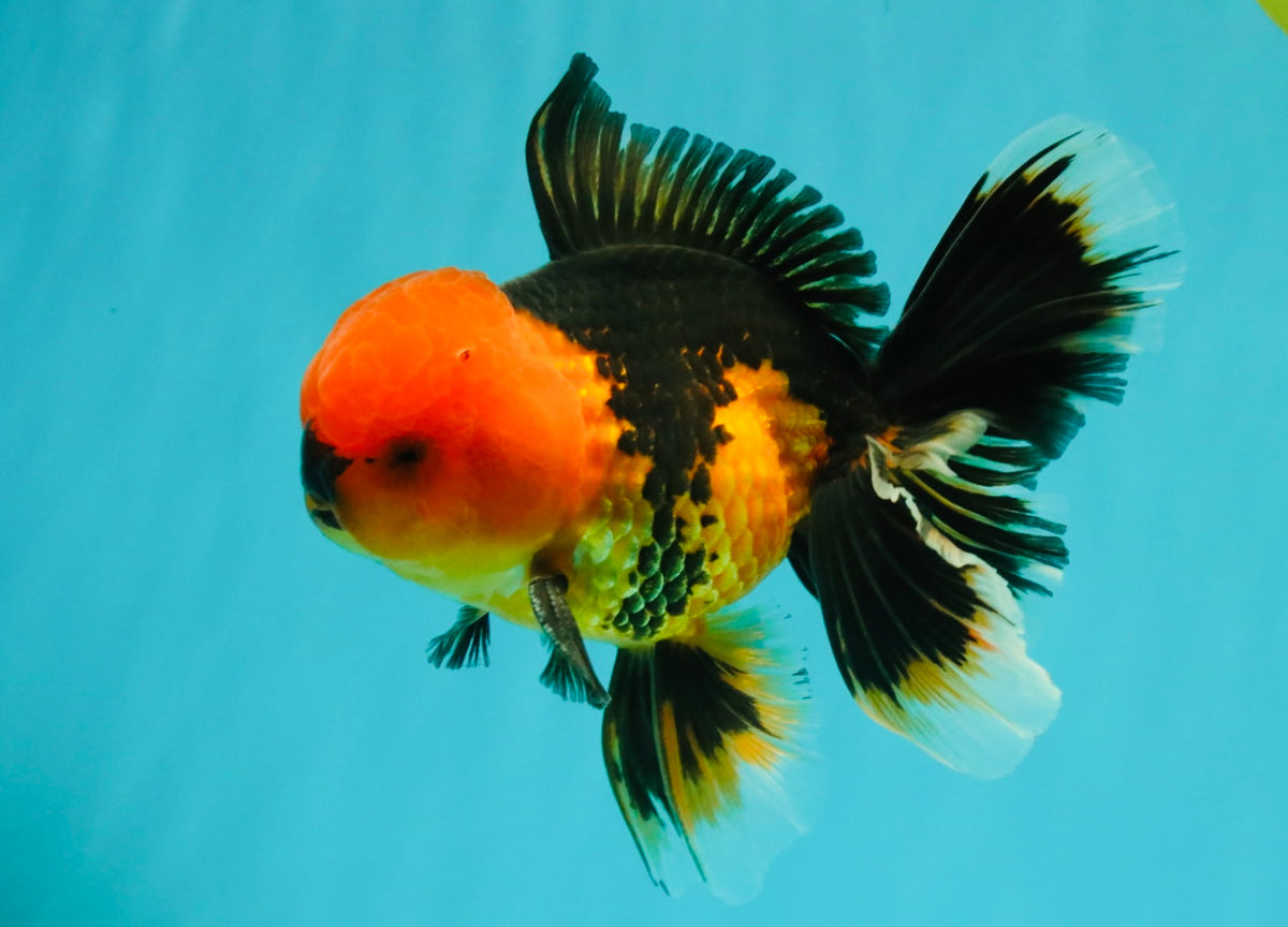 A Grade Apache Oranda Male 5.5 inches #102326OR_15