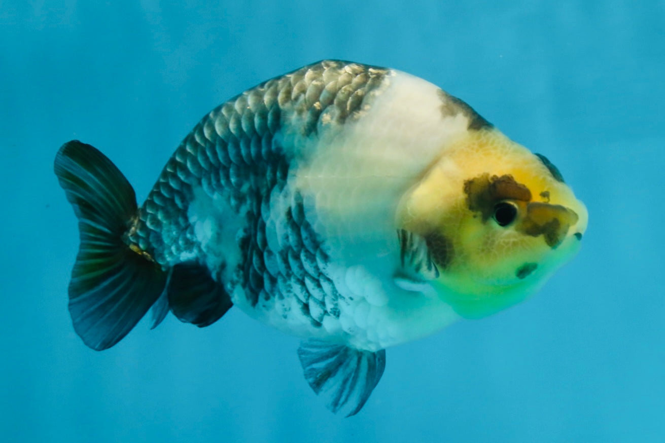 Cow Chinese Ranchu Female 5-5.5 inches #103125RC_08
