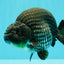 CHUBBY AAA Grade Platinum Black Blue Ranchu Male 5 inches #062626RC_09