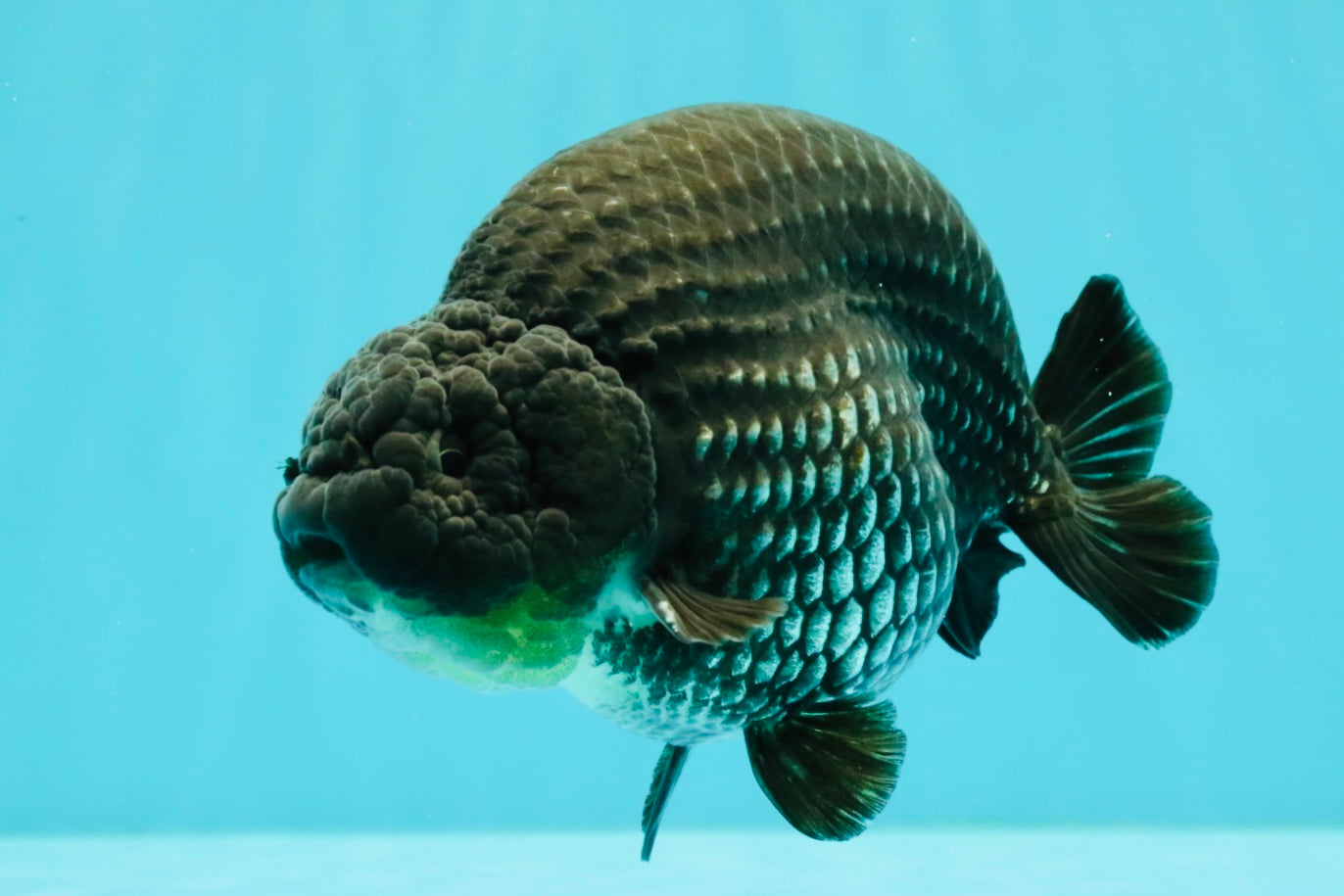 CHUBBY AAA Grade Platinum Black Blue Ranchu Male 5 inches #062626RC_09
