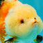 A Grade Tricolor Yuanbao Female 5-5.5 inches #061926YB_31
