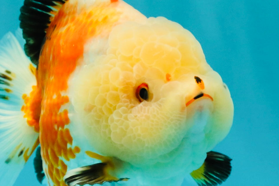 A Grade Tricolor Yuanbao Female 5-5.5 inches #061926YB_31