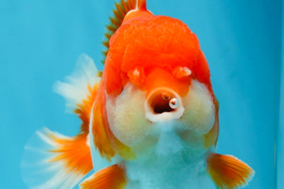 SHOW GRADE Godzilla Red White Yuanbao Male 5.5 inches #101025YB_27