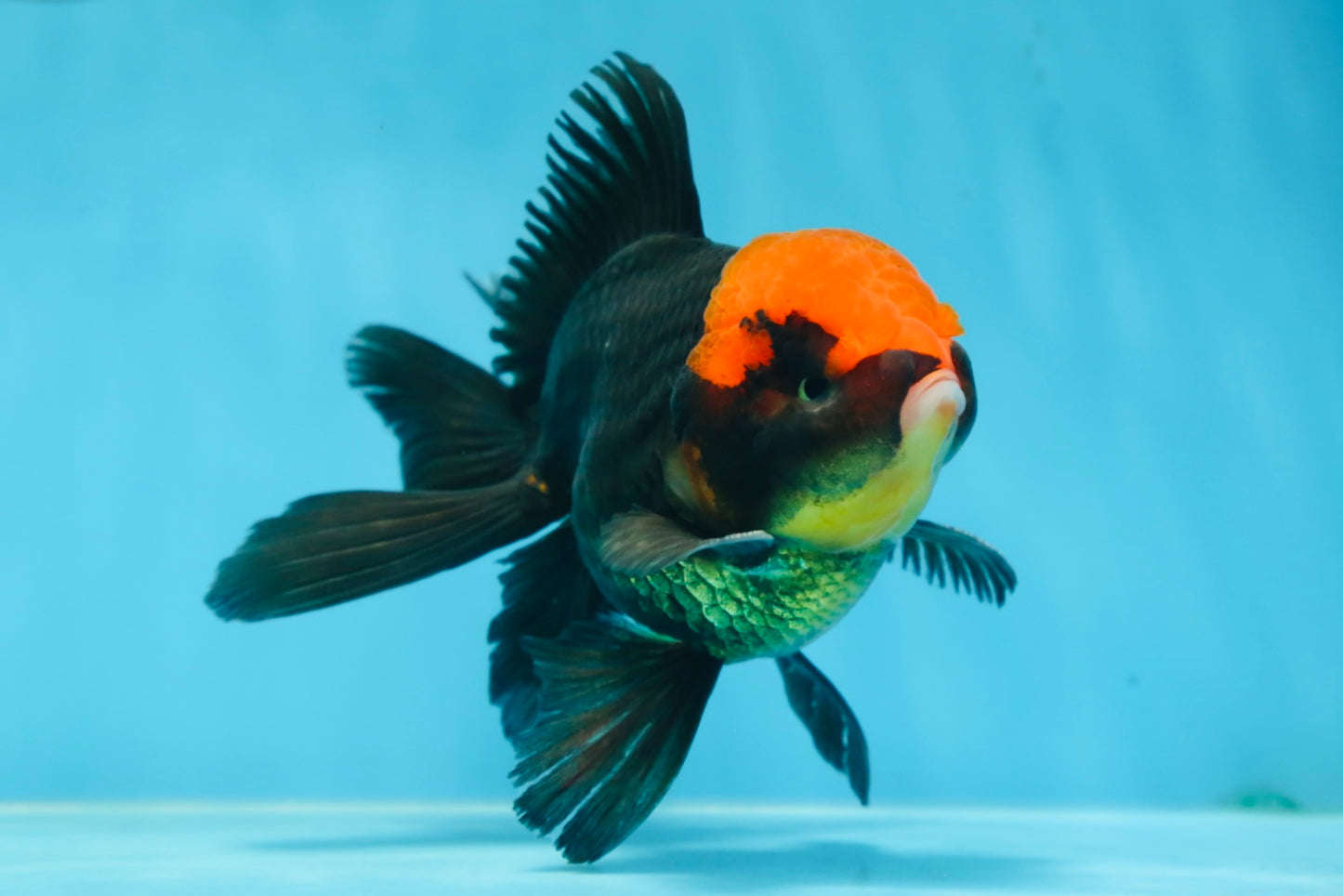 A Grade UNIQUE Red Head Oranda Male 5 inches #080125OR_29