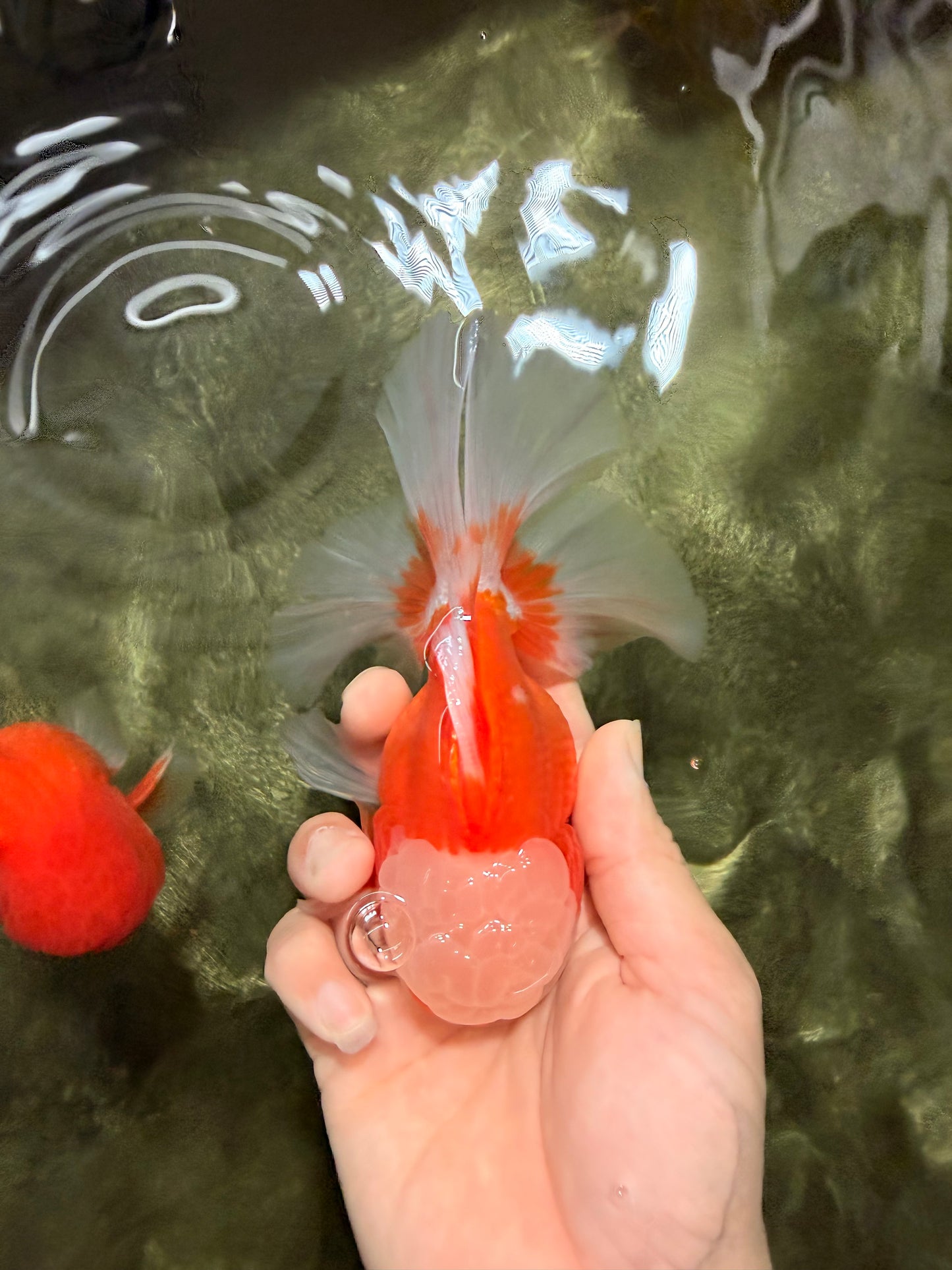 A Grade Jade Head Red White Oranda Male 5-5.5 inches #062626OR_25