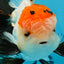 A Grade Tricolor Oranda Male 5-5.5 inches #060625OR_23