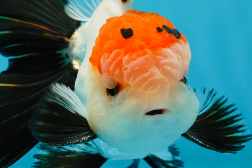 A Grade Tricolor Oranda Male 5-5.5 inches #060625OR_23