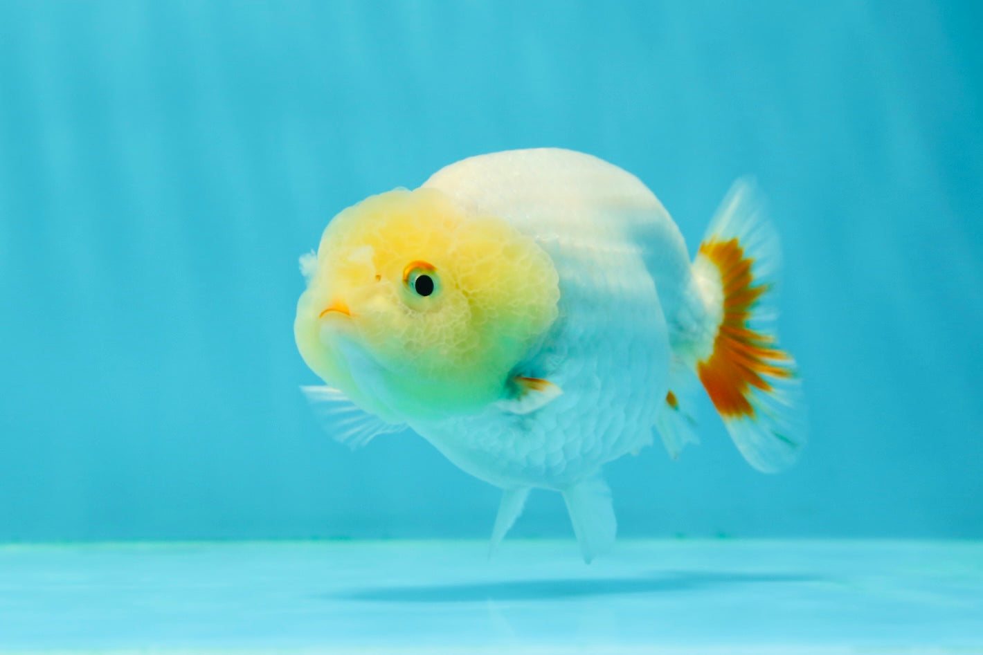 🐣 New Baby Lemonhead Lionchu Female 4 inches #0223LC_07