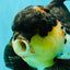 Panda Oranda Male 5.5-6 inches #081426OR_28