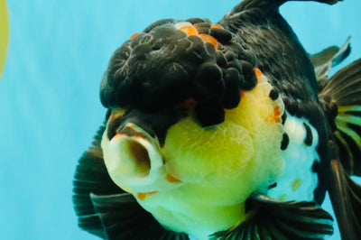 Panda Oranda Male 5.5-6 inches #081426OR_28