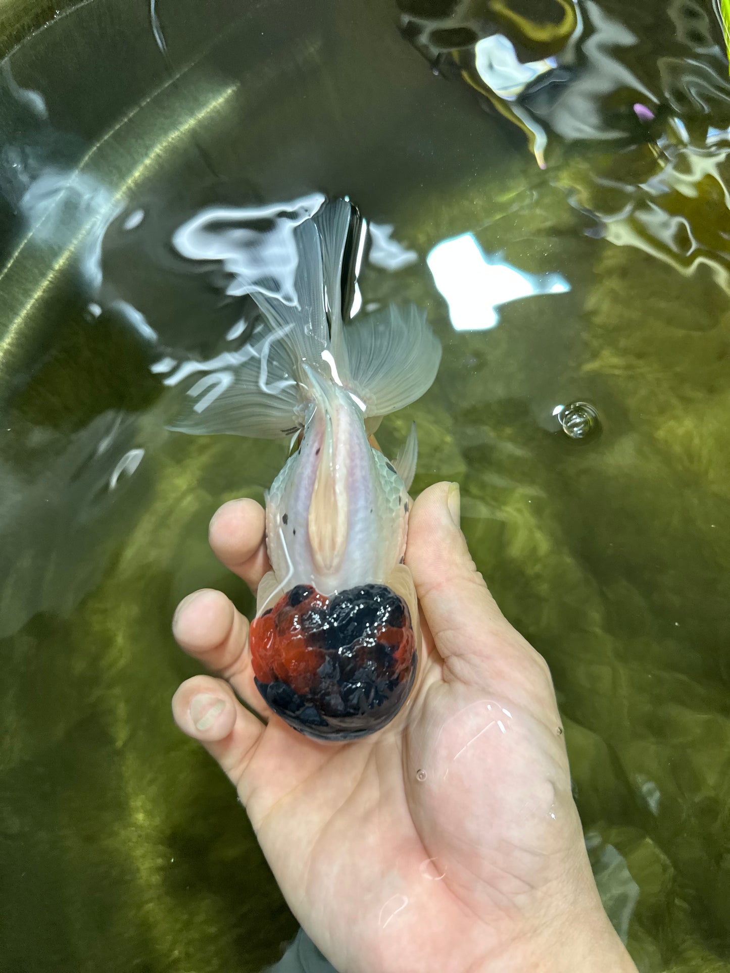 Unique Color AAA Grade Tricolor Lava Head Oranda Male 5 inches #042525OR_08