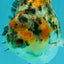 AAA Grade Special Tricolor Tiger Ranchu Male 4.5-5 inches #062626RC_08